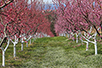 Orchard on Jelica Mountain (Photo: Dragan Bosnić)